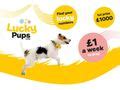 dogs trust lottery|dogs trust house raffle.